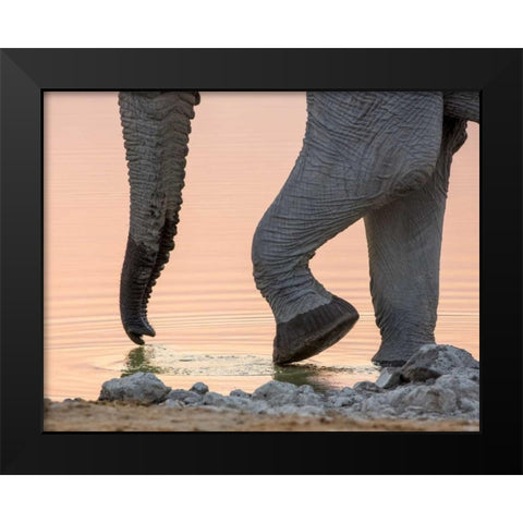 Namibia, Etosha NP Drinking elephant at sunset Black Modern Wood Framed Art Print by Kaveney, Wendy