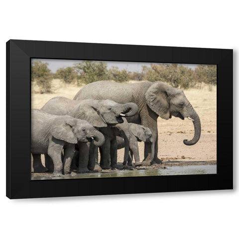 Namibia, Etosha NP Elephants drinking Black Modern Wood Framed Art Print by Kaveney, Wendy