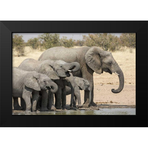 Namibia, Etosha NP Elephants drinking Black Modern Wood Framed Art Print by Kaveney, Wendy