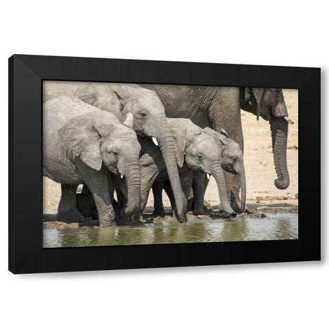 Namibia, Etosha NP Elephants drinking Black Modern Wood Framed Art Print by Kaveney, Wendy