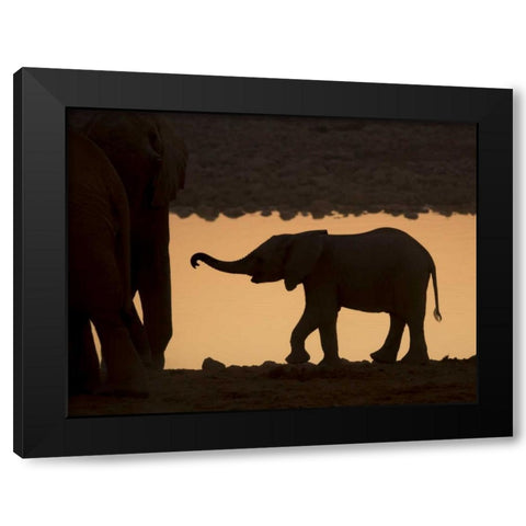 Namibia, Etosha NP Baby elephant at sunset Black Modern Wood Framed Art Print with Double Matting by Kaveney, Wendy