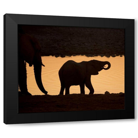 Namibia, Etosha NP Baby elephant at sunset Black Modern Wood Framed Art Print by Kaveney, Wendy