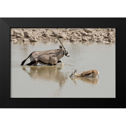 Namibia, Etosha NP Oryx and springbok wading Black Modern Wood Framed Art Print by Kaveney, Wendy
