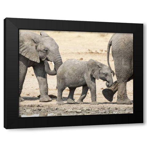 Namibia, Etosha NP Baby elephant walking Black Modern Wood Framed Art Print by Kaveney, Wendy