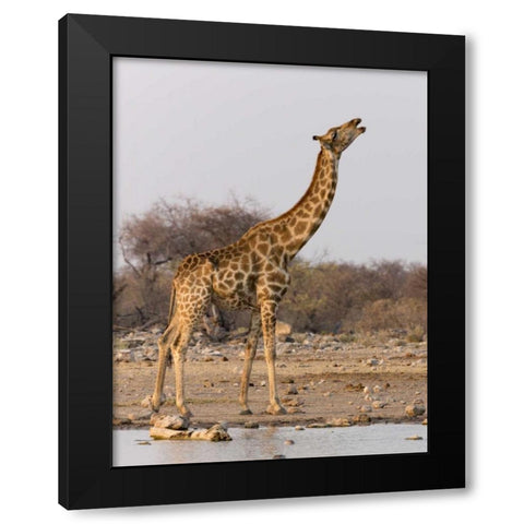 Namibia, Etosha NP Giraffe drinking at waterhole Black Modern Wood Framed Art Print by Kaveney, Wendy