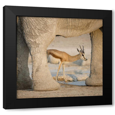 Namibia, Etosha NP Springbok framed by elephant Black Modern Wood Framed Art Print with Double Matting by Kaveney, Wendy