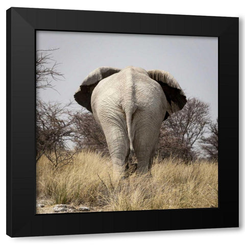 Namibia, Etosha NP, Okerfontein Elephant Black Modern Wood Framed Art Print with Double Matting by Kaveney, Wendy