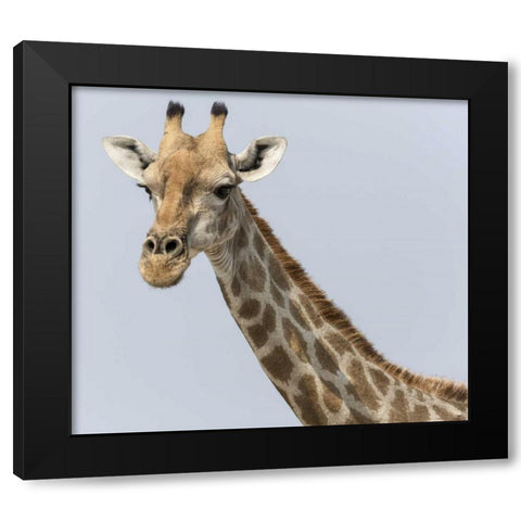 Namibia, Klein Namutoni Waterhole Giraffe Black Modern Wood Framed Art Print by Kaveney, Wendy