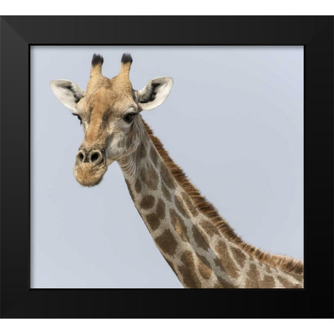 Namibia, Klein Namutoni Waterhole Giraffe Black Modern Wood Framed Art Print by Kaveney, Wendy