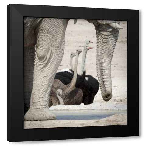 Namibia, Etosha NP Ostriches and elephant Black Modern Wood Framed Art Print by Kaveney, Wendy