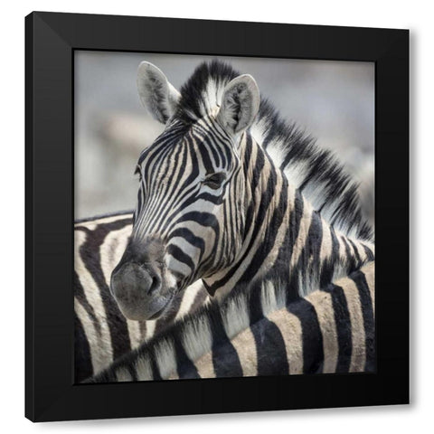 Namibia, Etosha NP Portrait of a Zebra Black Modern Wood Framed Art Print with Double Matting by Kaveney, Wendy