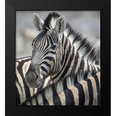 Namibia, Etosha NP Portrait of a Zebra Black Modern Wood Framed Art Print by Kaveney, Wendy