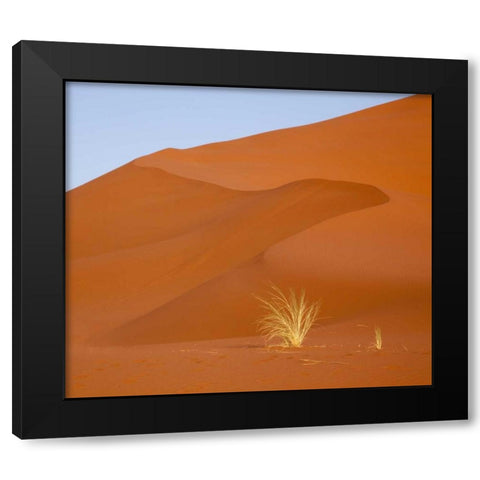 Namibia, Namib-Naukluft Park Grass and sand dune Black Modern Wood Framed Art Print with Double Matting by Kaveney, Wendy