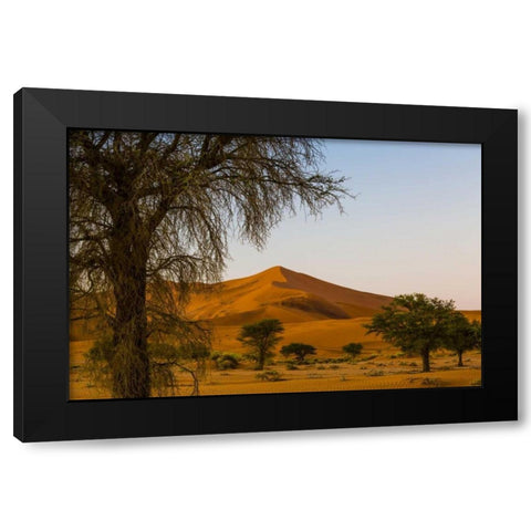 Namibia, Namib-Naukluft NP Trees and sand dune Black Modern Wood Framed Art Print by Young, Bill