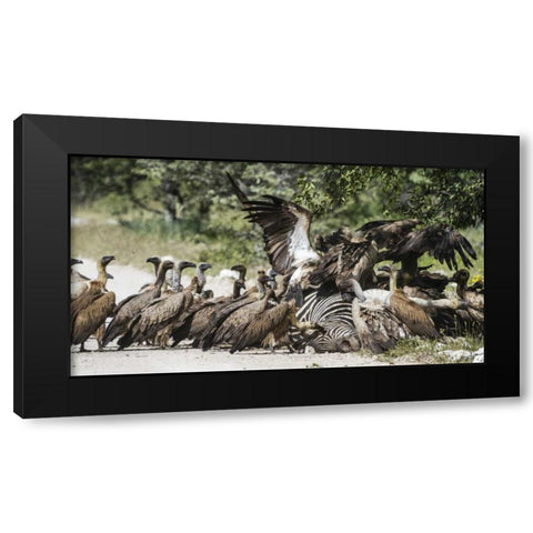 Namibia, Etosha NP Vultures on zebra carcass Black Modern Wood Framed Art Print with Double Matting by Young, Bill
