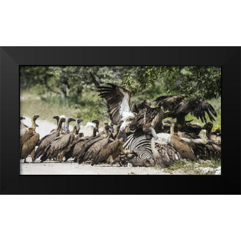 Namibia, Etosha NP Vultures on zebra carcass Black Modern Wood Framed Art Print by Young, Bill