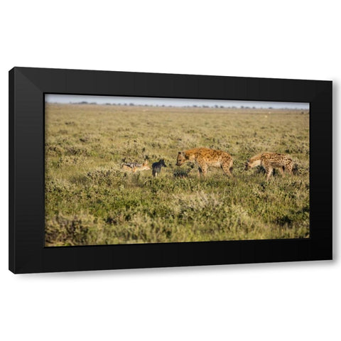Namibia Hyenas and black-backed jackals eating Black Modern Wood Framed Art Print with Double Matting by Young, Bill