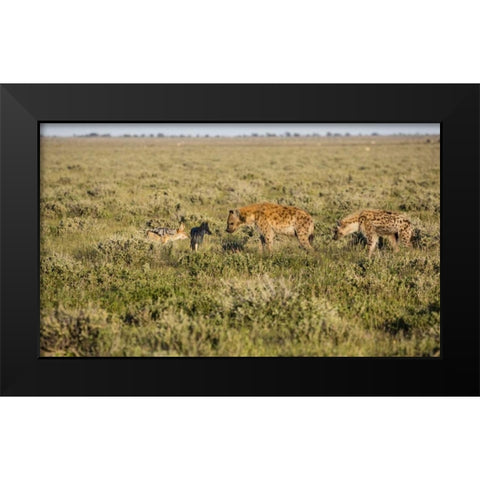 Namibia Hyenas and black-backed jackals eating Black Modern Wood Framed Art Print by Young, Bill