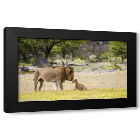 Namibia, Etosha NP Alpha male lion inspects cub Black Modern Wood Framed Art Print by Young, Bill