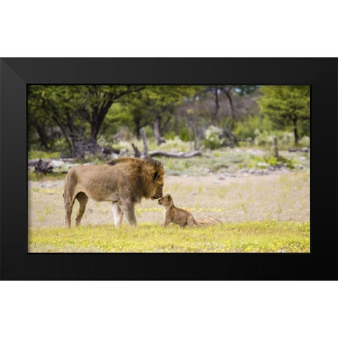 Namibia, Etosha NP Alpha male lion inspects cub Black Modern Wood Framed Art Print by Young, Bill