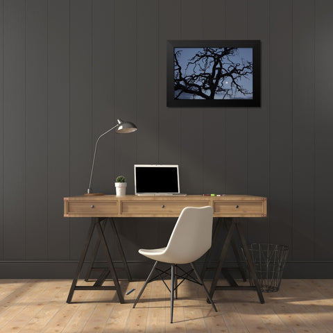 Africa, Namibia Tree silhouette and full moon Black Modern Wood Framed Art Print by Young, Bill
