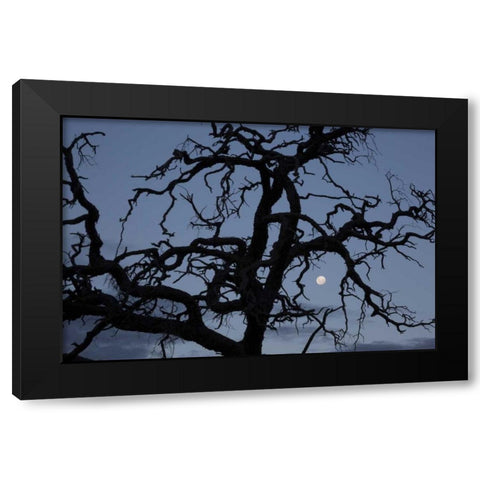 Africa, Namibia Tree silhouette and full moon Black Modern Wood Framed Art Print by Young, Bill