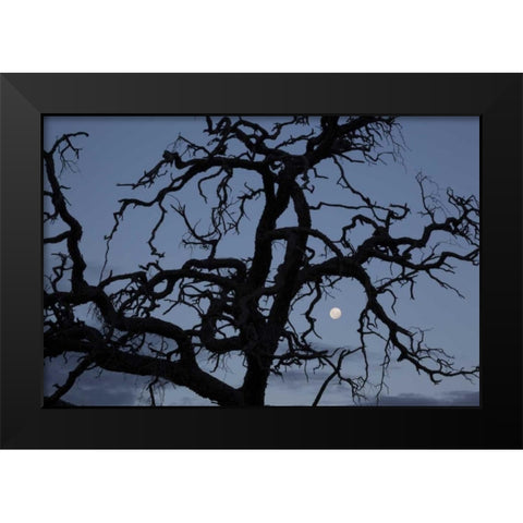Africa, Namibia Tree silhouette and full moon Black Modern Wood Framed Art Print by Young, Bill