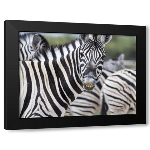 Namibia, Etosha NP Zebra looking at camera Black Modern Wood Framed Art Print by Young, Bill