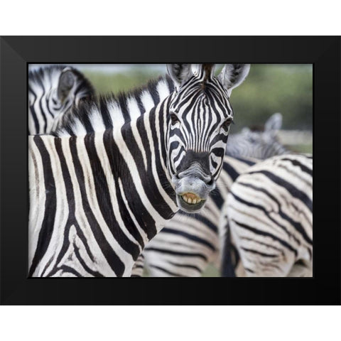 Namibia, Etosha NP Zebra looking at camera Black Modern Wood Framed Art Print by Young, Bill