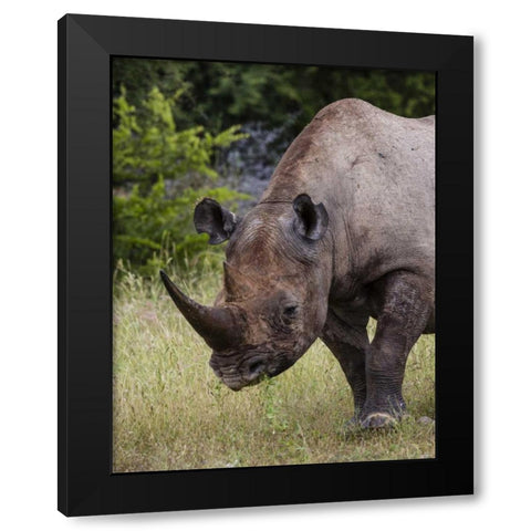 Namibia, Etosha NP Rhinoceros grazing on grass Black Modern Wood Framed Art Print by Young, Bill