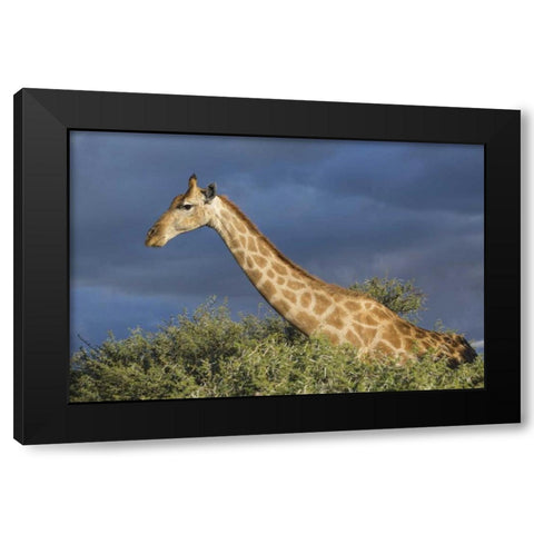 Namibia, Etosha NP Giraffe in camel thorn tree Black Modern Wood Framed Art Print by Young, Bill