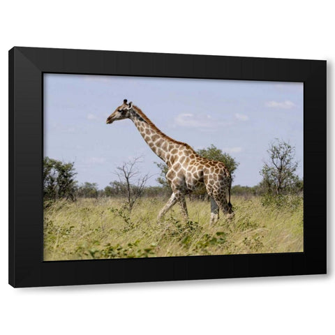 Namibia, Etosha NP Giraffe walking through grass Black Modern Wood Framed Art Print by Young, Bill