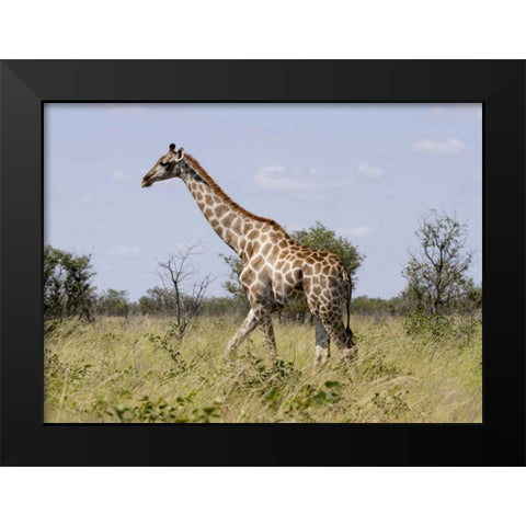 Namibia, Etosha NP Giraffe walking through grass Black Modern Wood Framed Art Print by Young, Bill