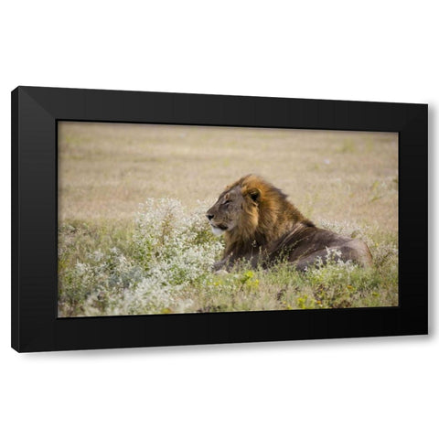 Namibia, Etosha NP Adult male lion resting Black Modern Wood Framed Art Print by Young, Bill