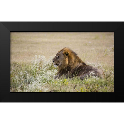 Namibia, Etosha NP Adult male lion resting Black Modern Wood Framed Art Print by Young, Bill