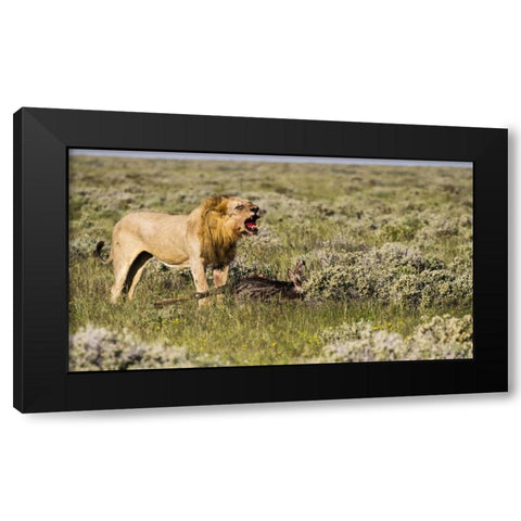 Namibia, Etosha NP Male lion roars over carcass Black Modern Wood Framed Art Print by Young, Bill