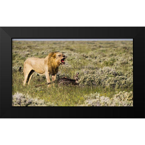 Namibia, Etosha NP Male lion roars over carcass Black Modern Wood Framed Art Print by Young, Bill