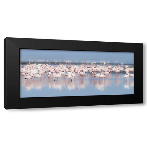 Namibia, Walvis Bay Group of greater flamingos Black Modern Wood Framed Art Print by Young, Bill