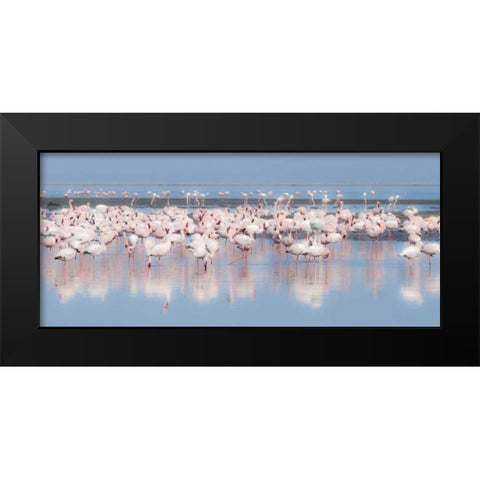Namibia, Walvis Bay Group of greater flamingos Black Modern Wood Framed Art Print by Young, Bill