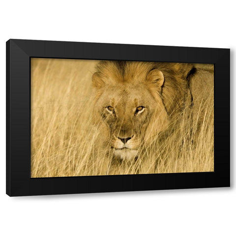Africa, Namibia Male lion in dry grass Black Modern Wood Framed Art Print by Zuckerman, Jim