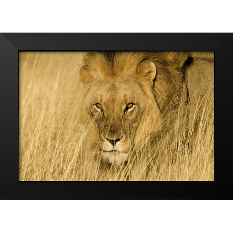 Africa, Namibia Male lion in dry grass Black Modern Wood Framed Art Print by Zuckerman, Jim