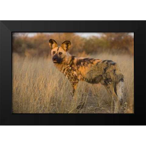 Africa, Namibia Wild dog close-up Black Modern Wood Framed Art Print by Zuckerman, Jim
