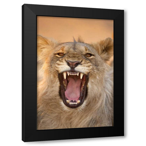 Africa, Namibia Male lion growling Black Modern Wood Framed Art Print with Double Matting by Zuckerman, Jim