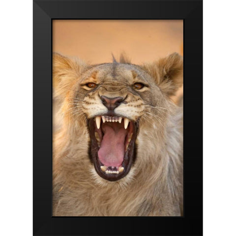 Africa, Namibia Male lion growling Black Modern Wood Framed Art Print by Zuckerman, Jim