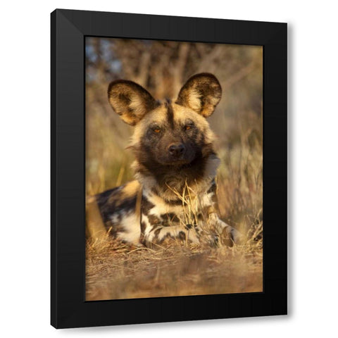 Africa, Namibia Wild dog resting Black Modern Wood Framed Art Print by Zuckerman, Jim