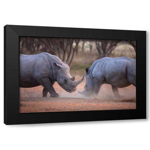 Africa, Namibia White rhinos fighting Black Modern Wood Framed Art Print by Zuckerman, Jim