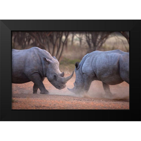 Africa, Namibia White rhinos fighting Black Modern Wood Framed Art Print by Zuckerman, Jim