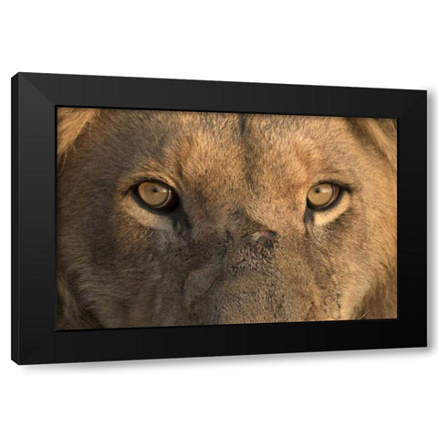 Africa, Namibia Male lion, Namibia Black Modern Wood Framed Art Print with Double Matting by Zuckerman, Jim