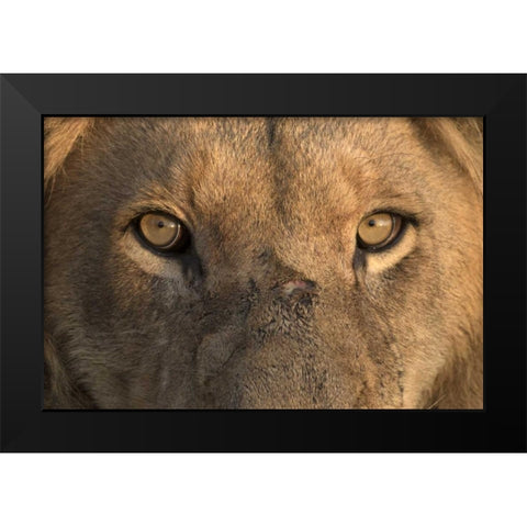 Africa, Namibia Male lion, Namibia Black Modern Wood Framed Art Print by Zuckerman, Jim