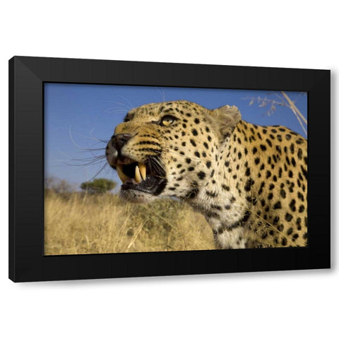 Africa, Namibia Leopard snarling Black Modern Wood Framed Art Print by Zuckerman, Jim